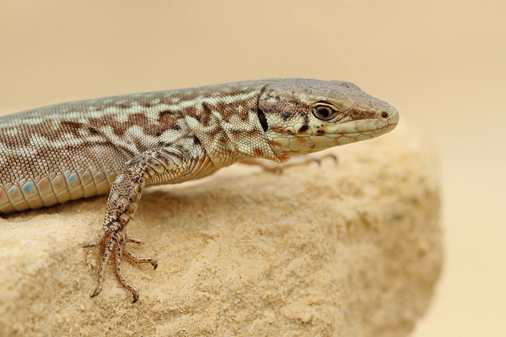 Maltese wall lizard Podarcis filfolensis
