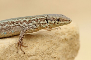 Podarcis filfolensis