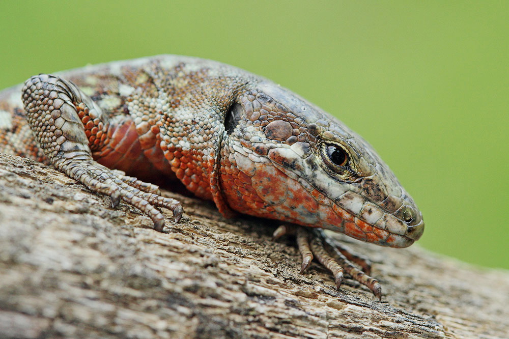 Common wall lizard Podarcis muralis