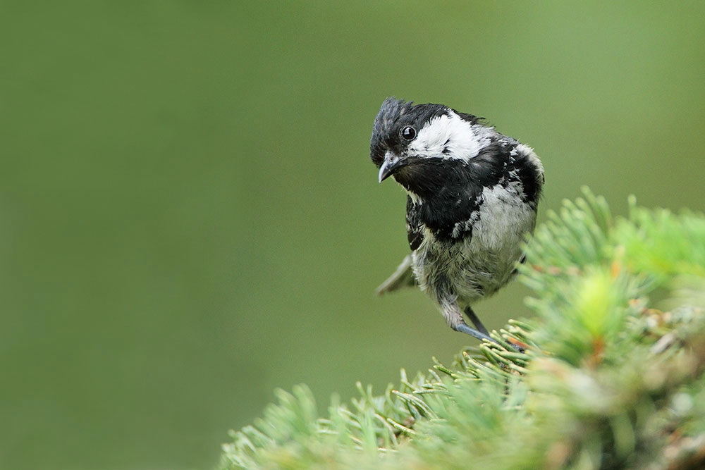 Coal tit Periparus ater