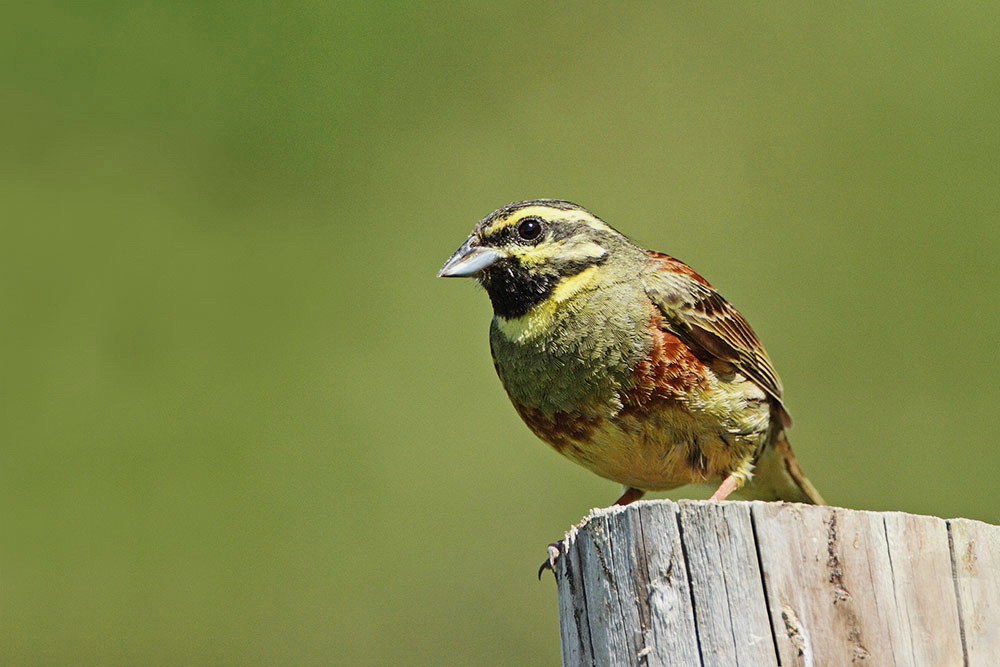 Cirl bunting Emberiza cirlus