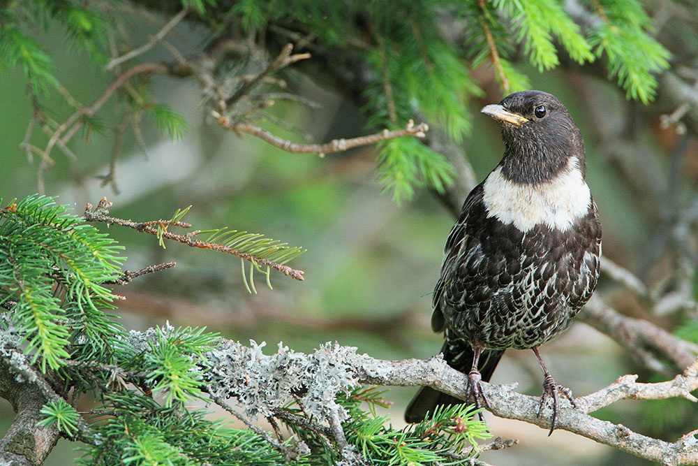 Ring ouzel Turdus torquatus
