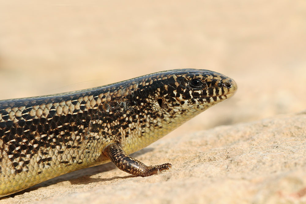 Ocellated skink Chalcides ocellatus
