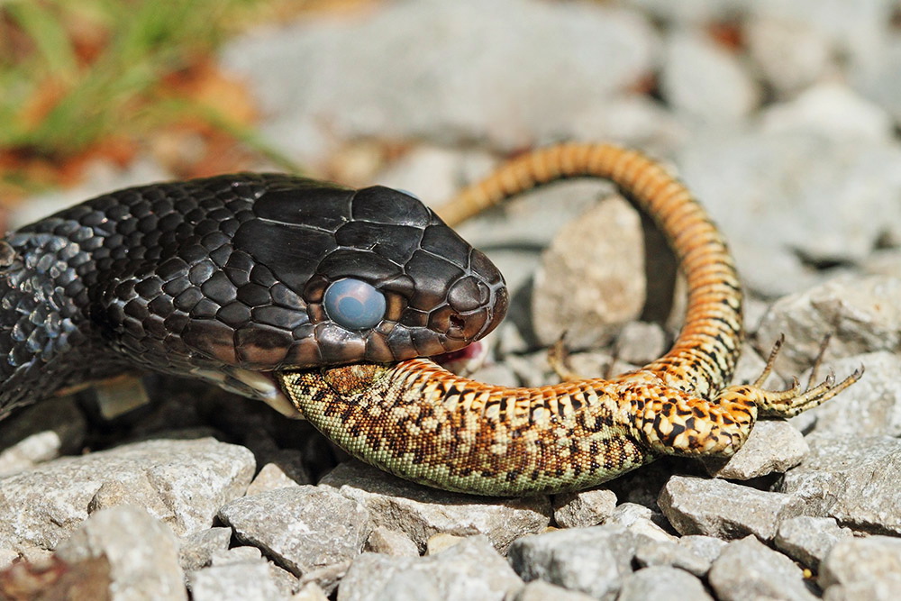 Western whip snake with prey Hierophis viridiflavus