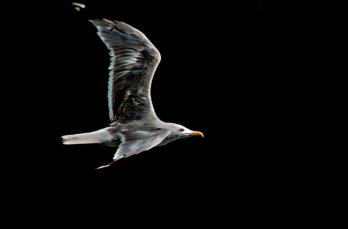 Apres une lecture de Bach