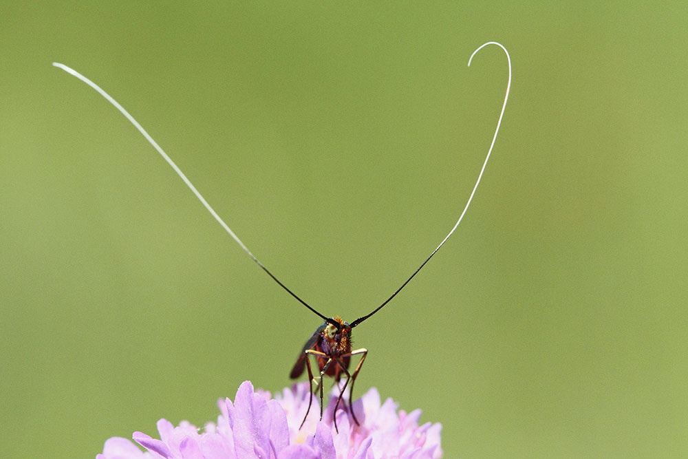 Longhorn moth Nemophora metallica
