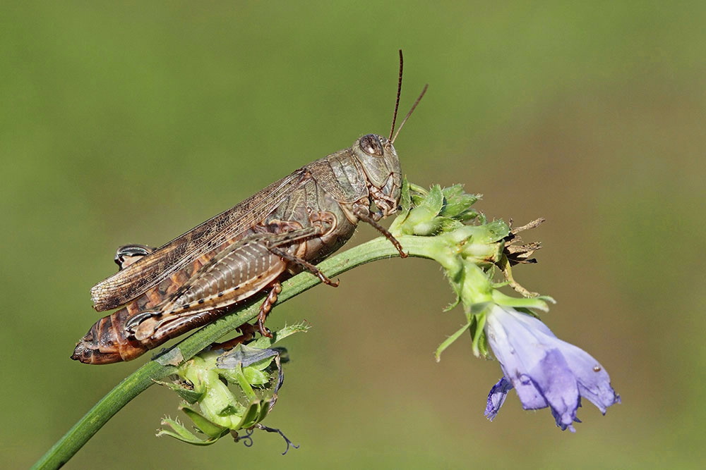 Italian locust Calliptamus italicus