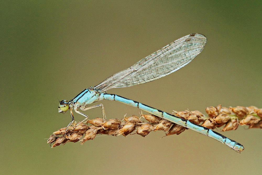 Common blue damselfly Enallagma cyathigerum