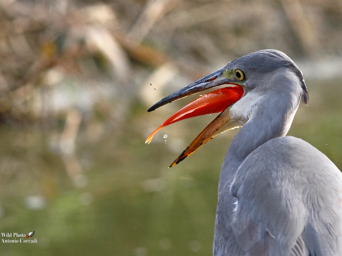 Airone  con preda....