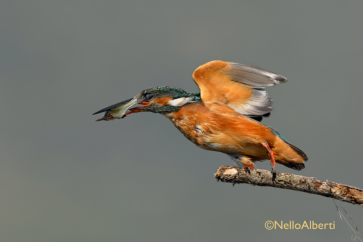 partenza con pesciolino