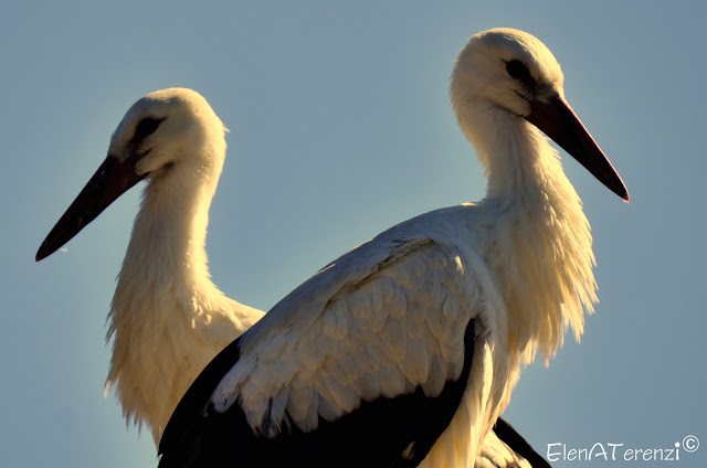 storks