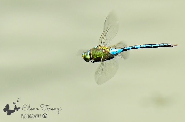 libellula in volo