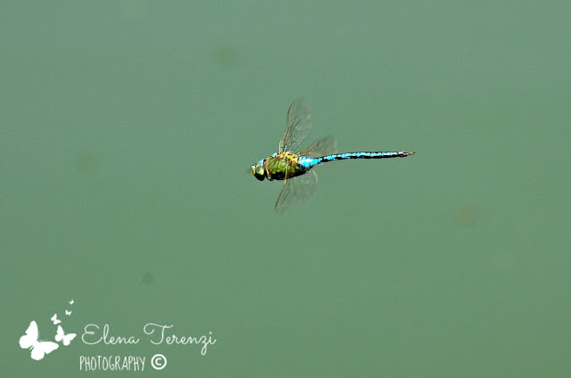dragonfly in flight