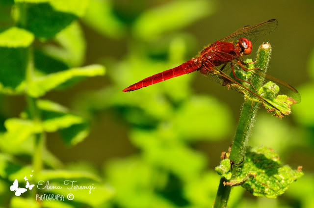 libellula rossa