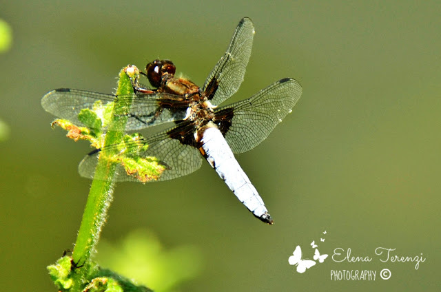 libellula