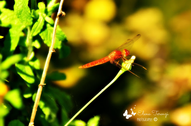 red dragonfly