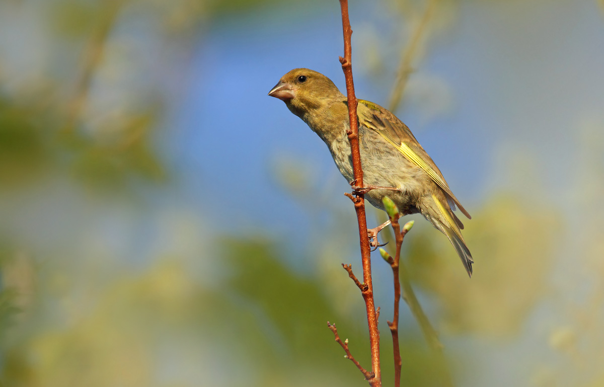 greenfinch