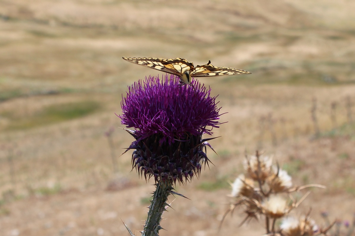 Farfalla_su_Cardo