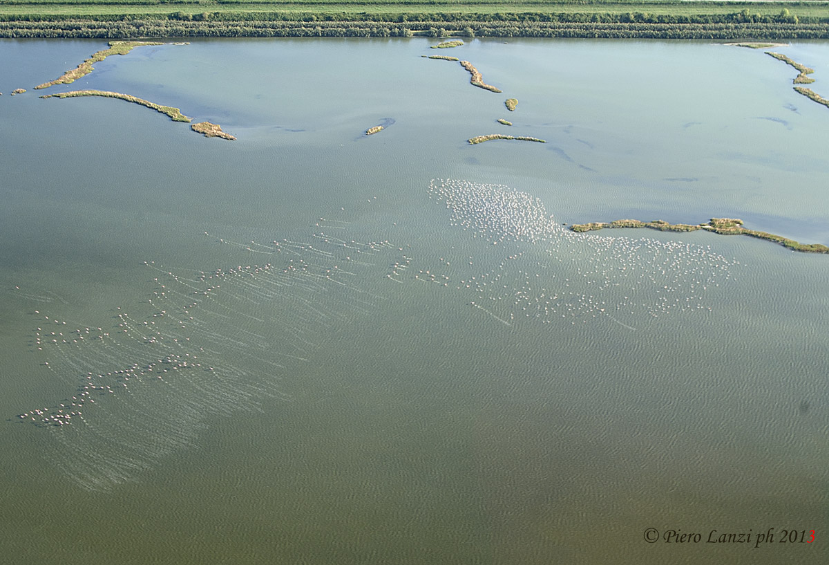 volare sopra i fenicotteri rosa..