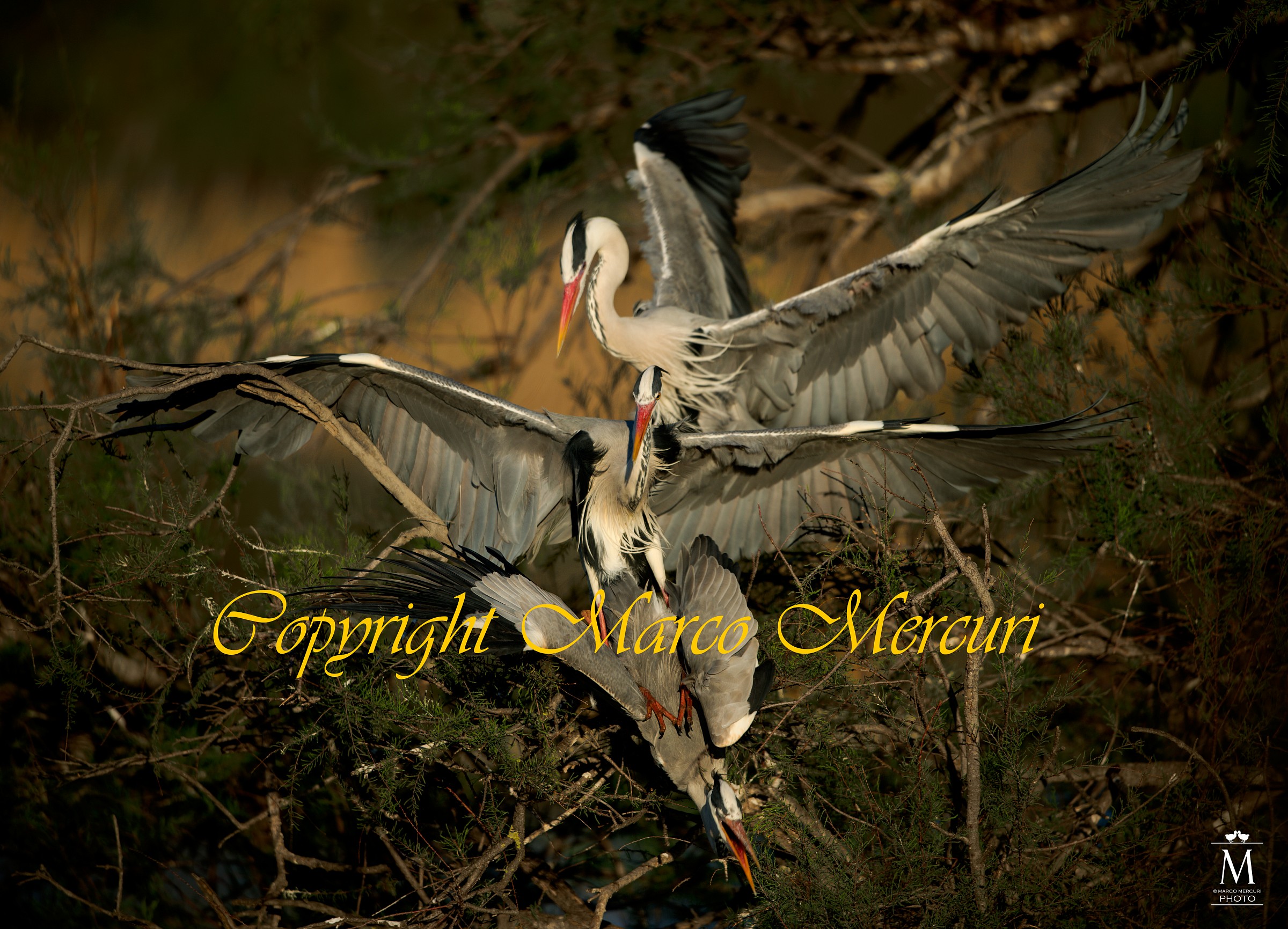 Il Terzo Incomodo!!!