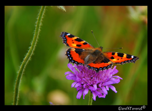 orange butterfly