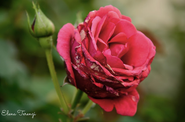rosa dopo la grandine