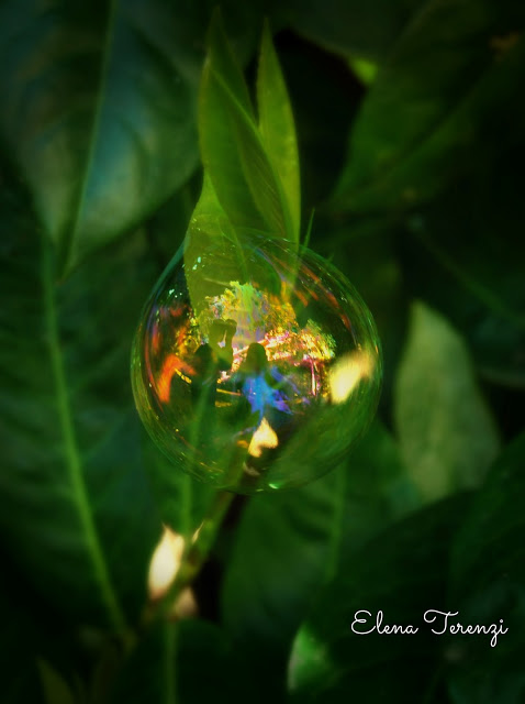 soap bubble through the leaves
