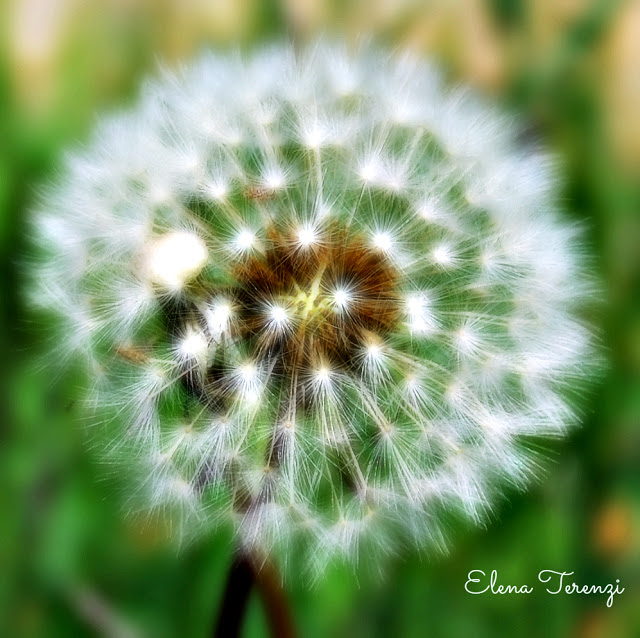 dandelion