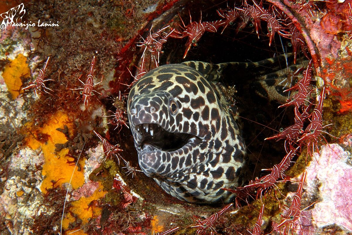 Moray eel and shrimp cleaners