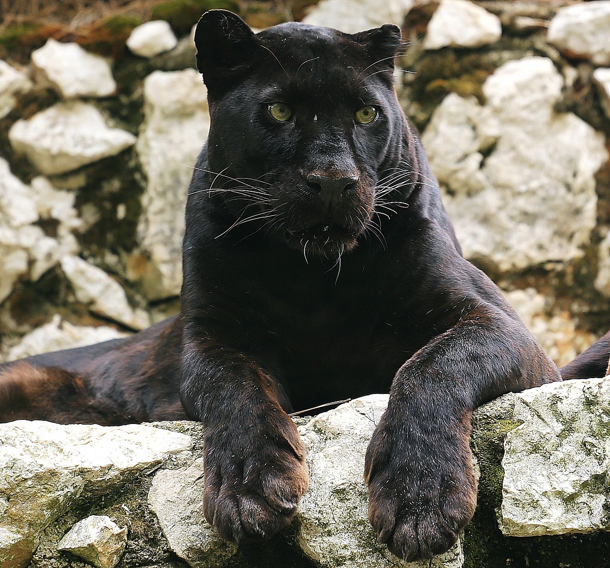 Black Panther