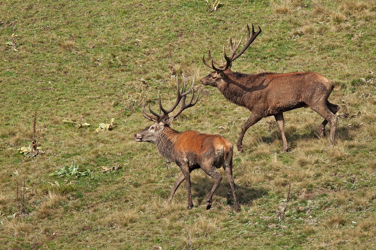 Cervi in combattimento 5