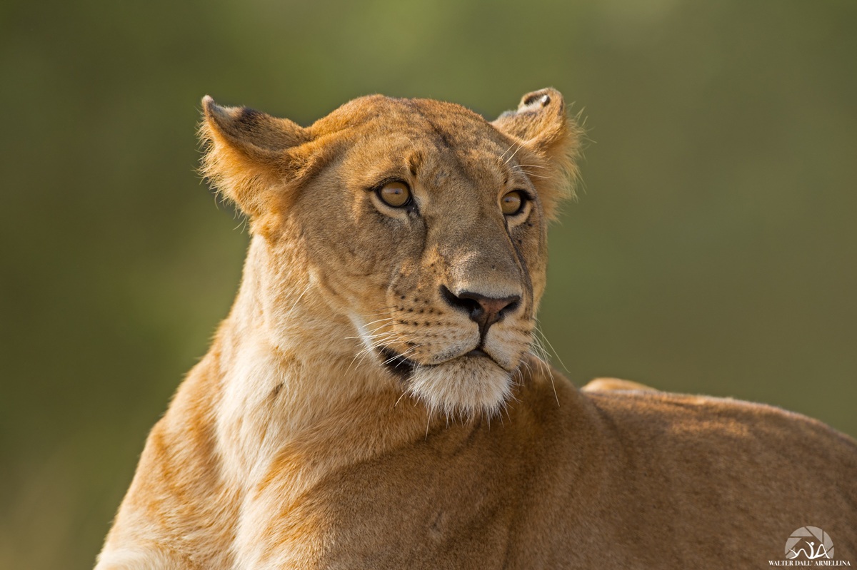 Close up lioness