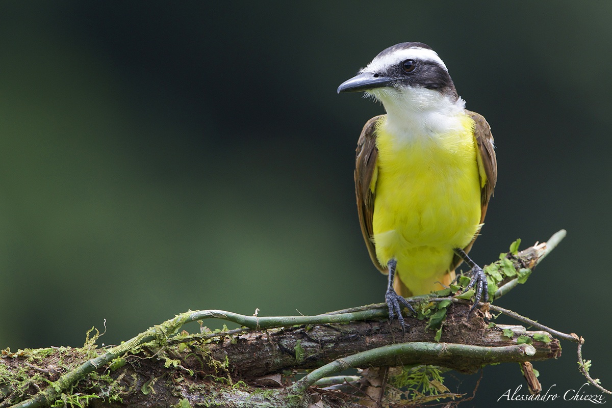 Kiskadee