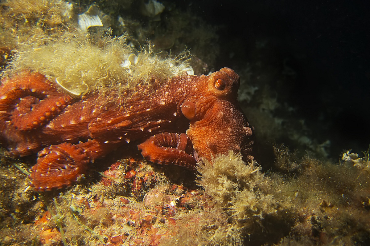 Octopus Macropus (Polpessa) - Loano