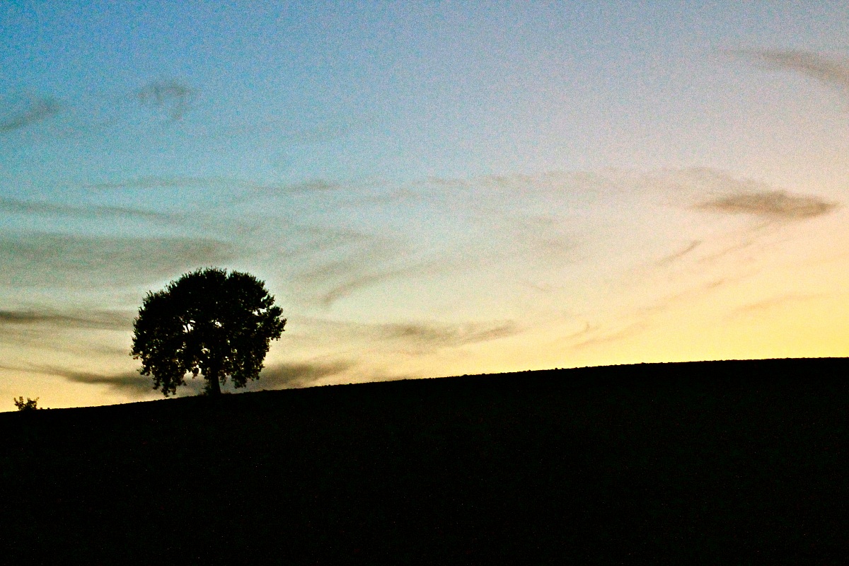 The lonely tree