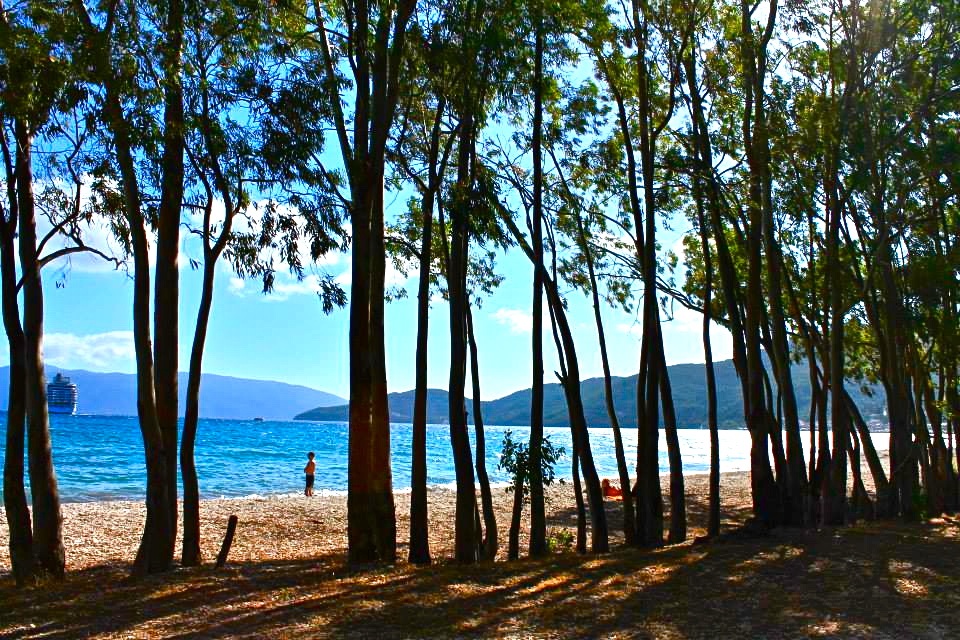 The forest in the sea