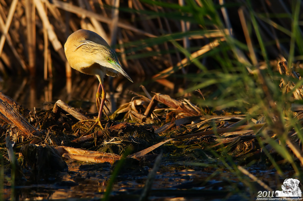 Sgarza in ferma at sunset