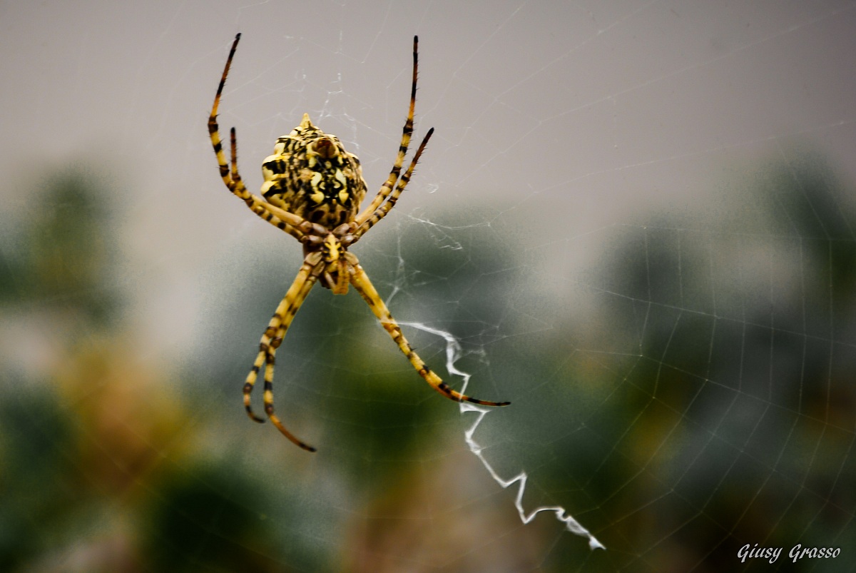 Argiope lobata