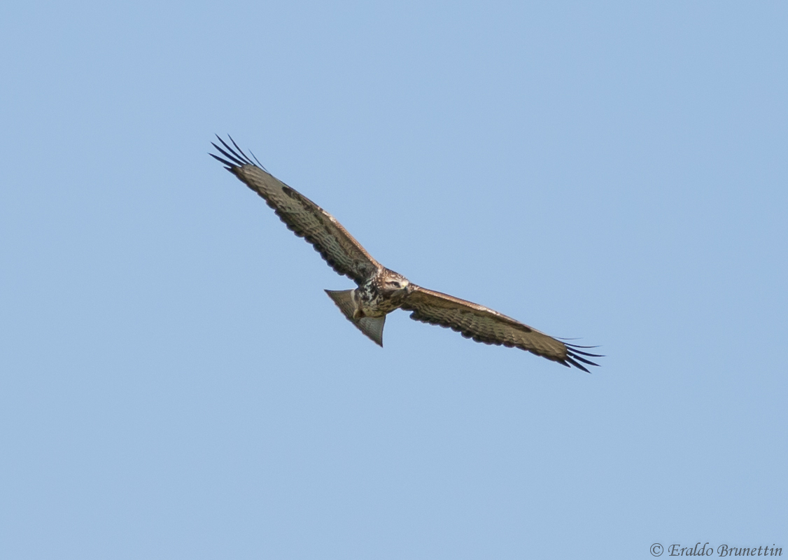 Poiana (Buteo buteo)