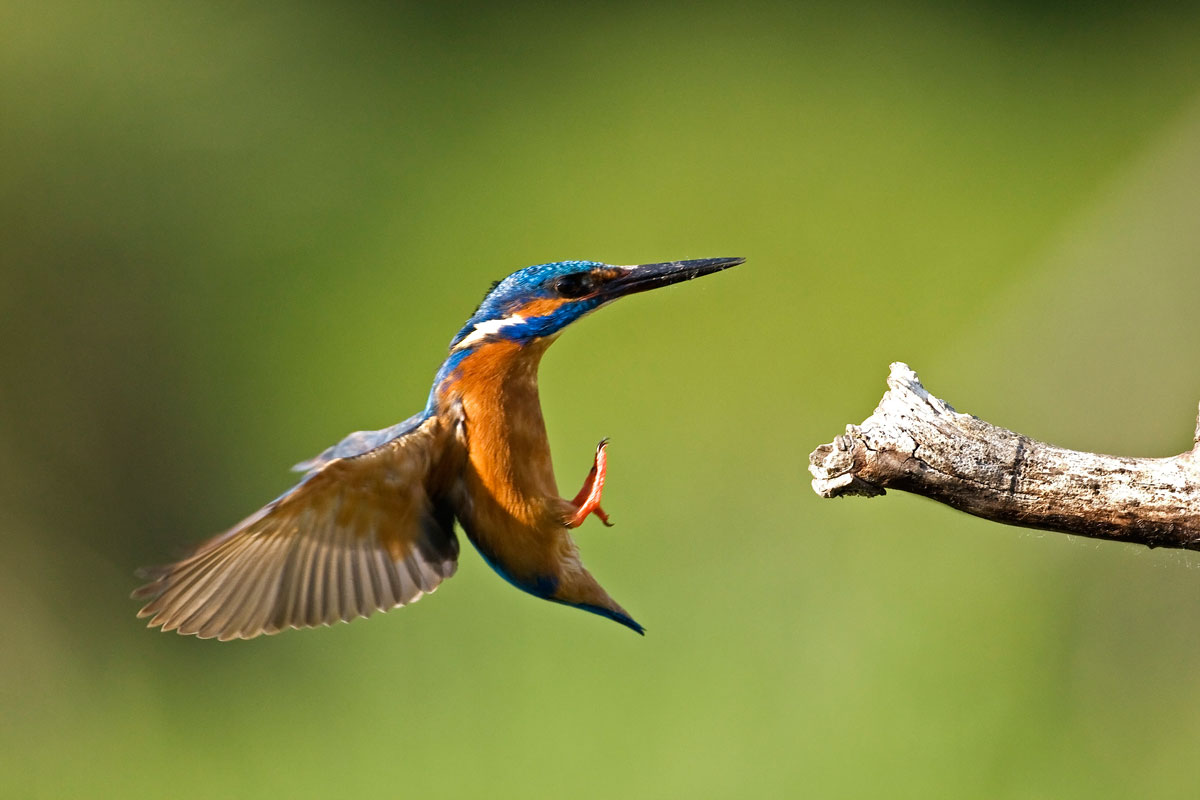 L'arrivo dell' alcedo