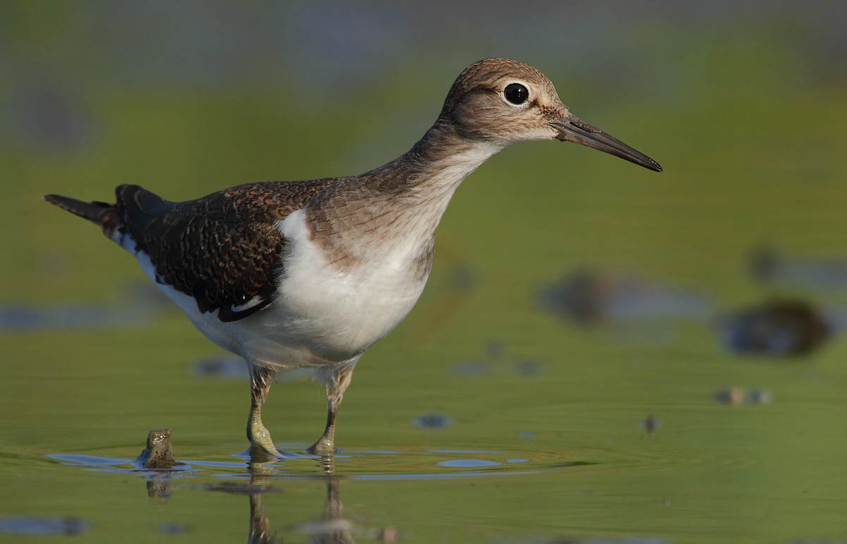 sandpiper