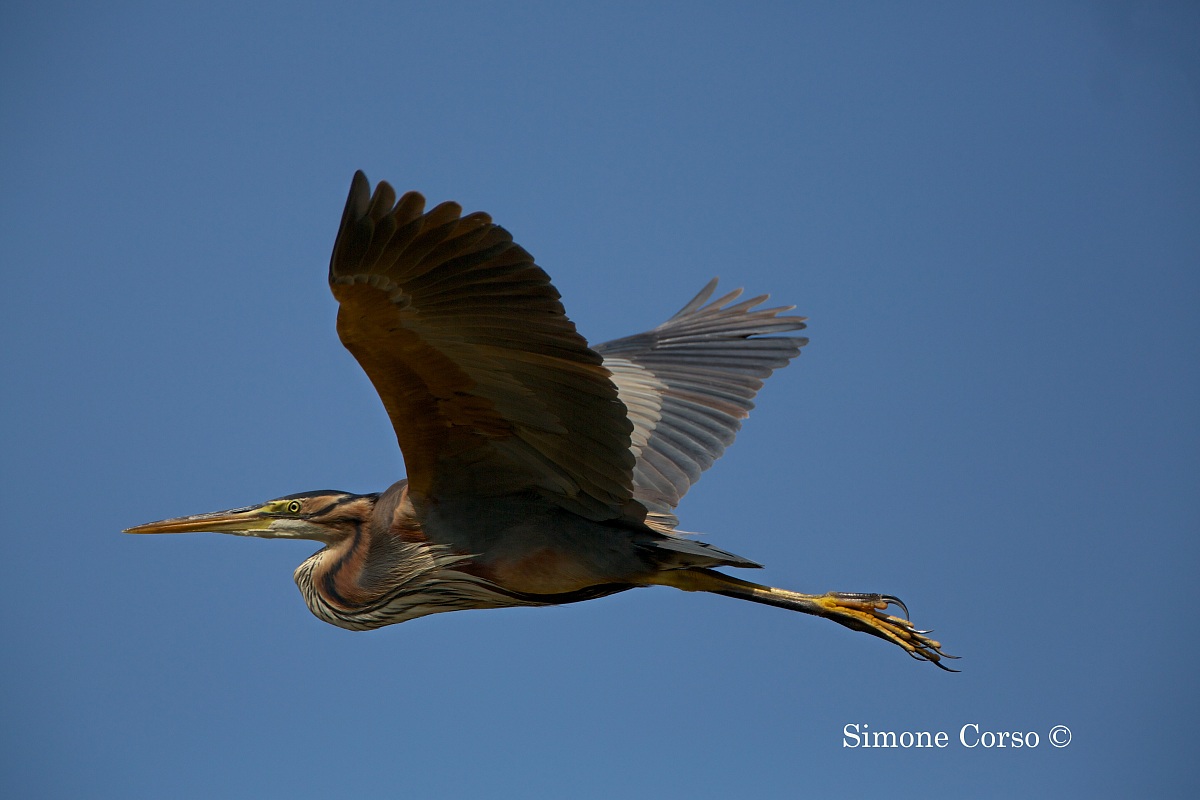 Purple Heron in flight