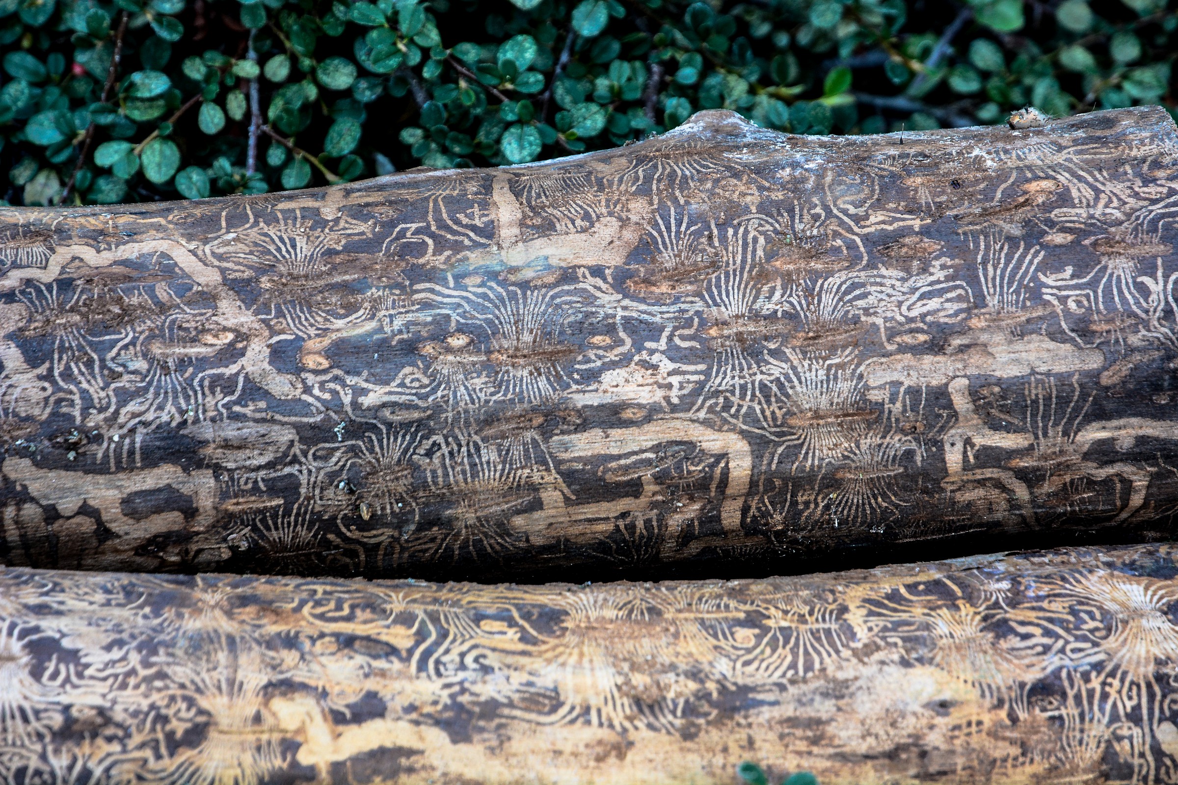 linee nazca sotto la corteccia