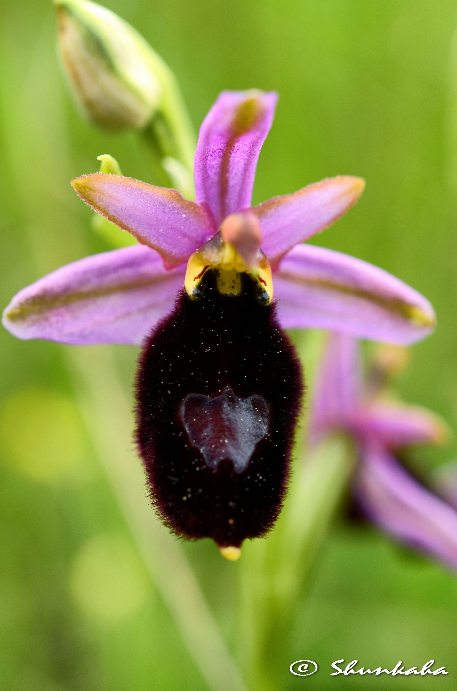 Ophrys sphegodes