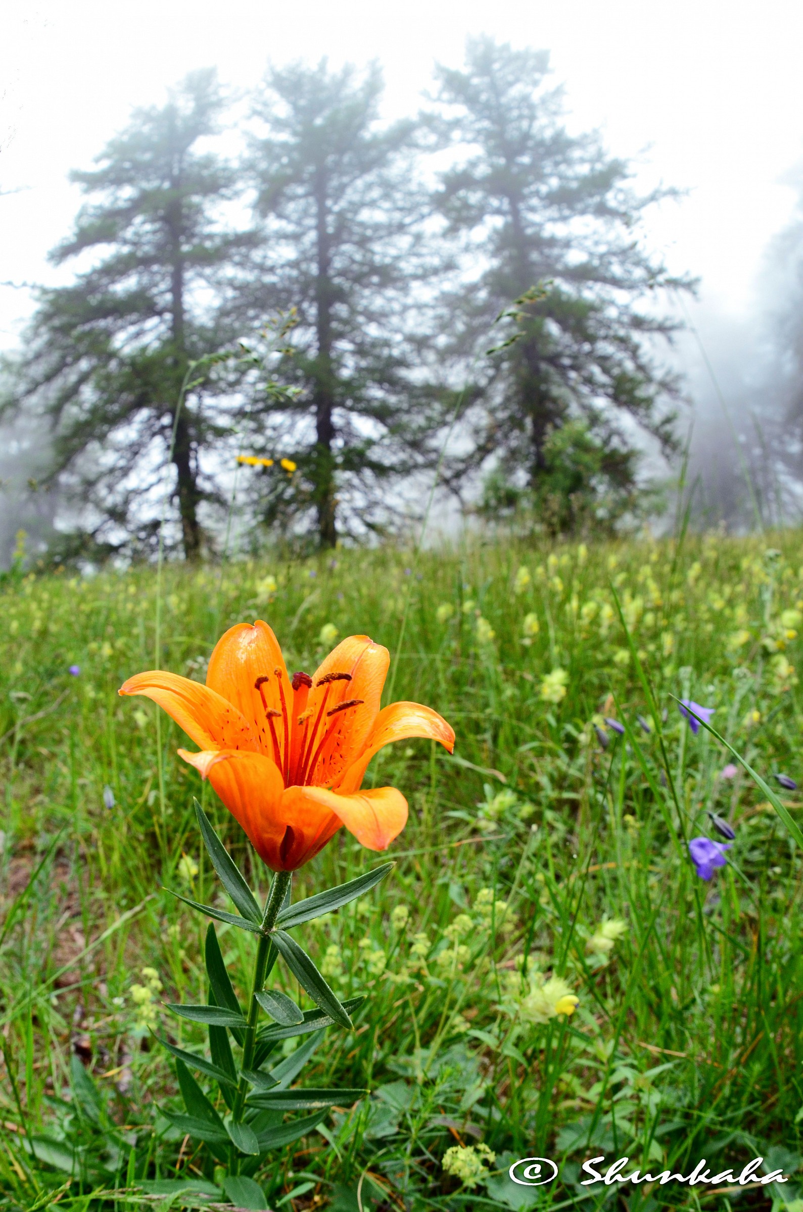Giglio di San Giovanni - St john lily