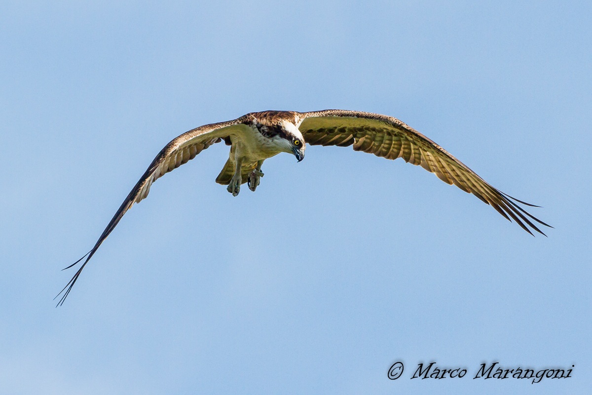 Osprey - Finland-August 2013