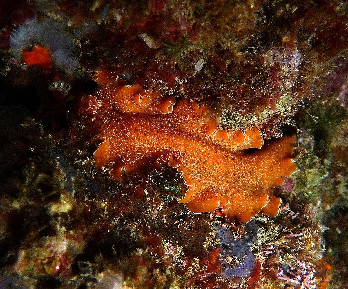 nudibranco