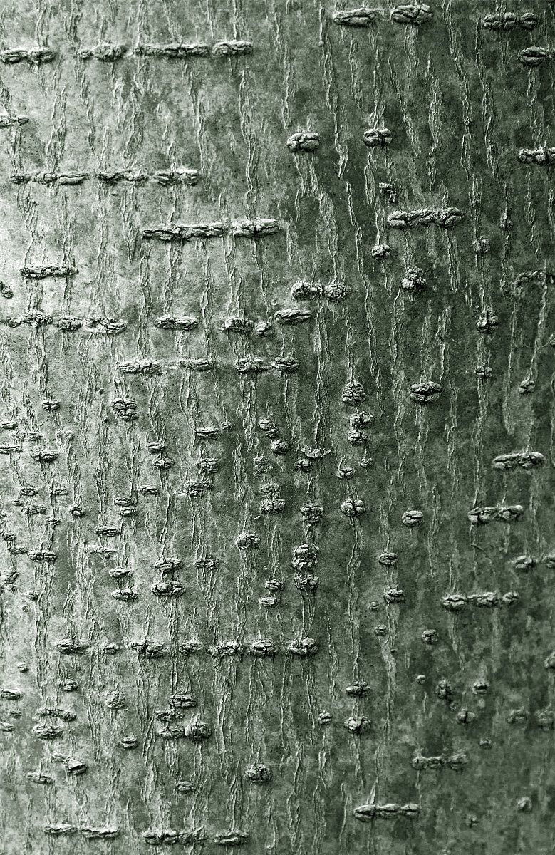 L'albero del mio giardino