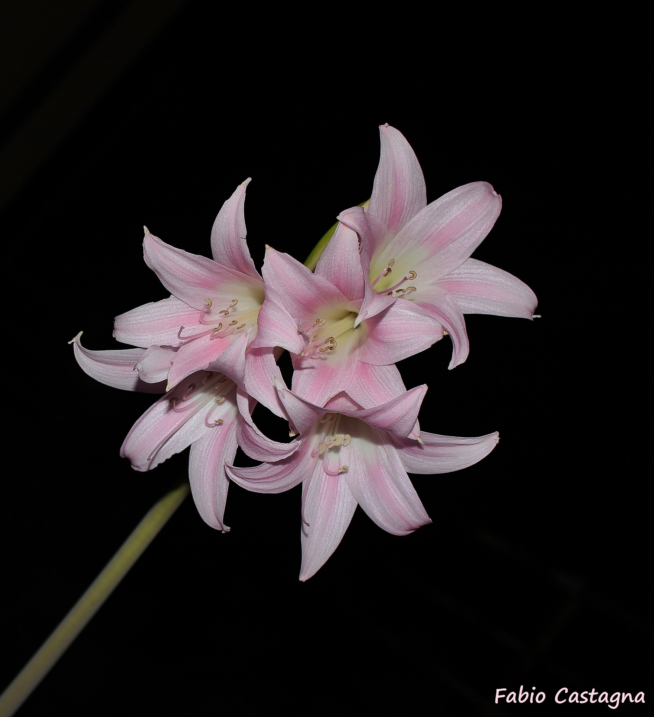 The pink lily
