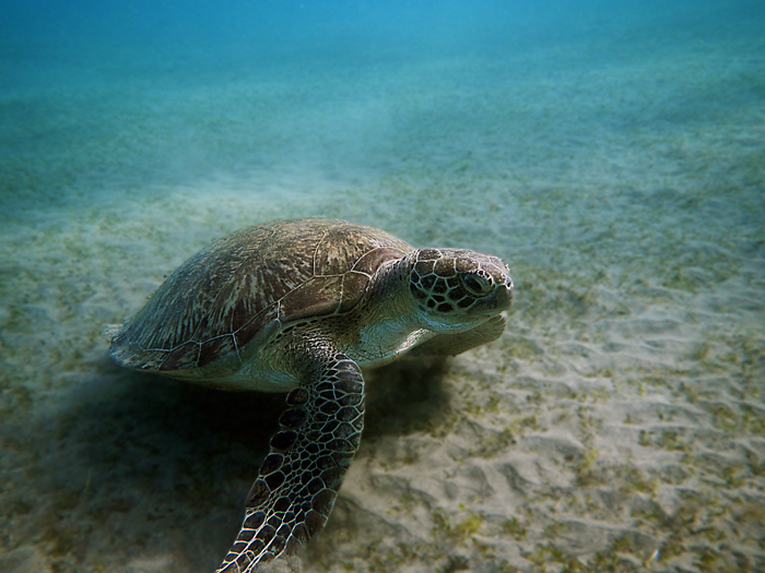 A fine pasto, un'insalatina sul Mar Rosso!